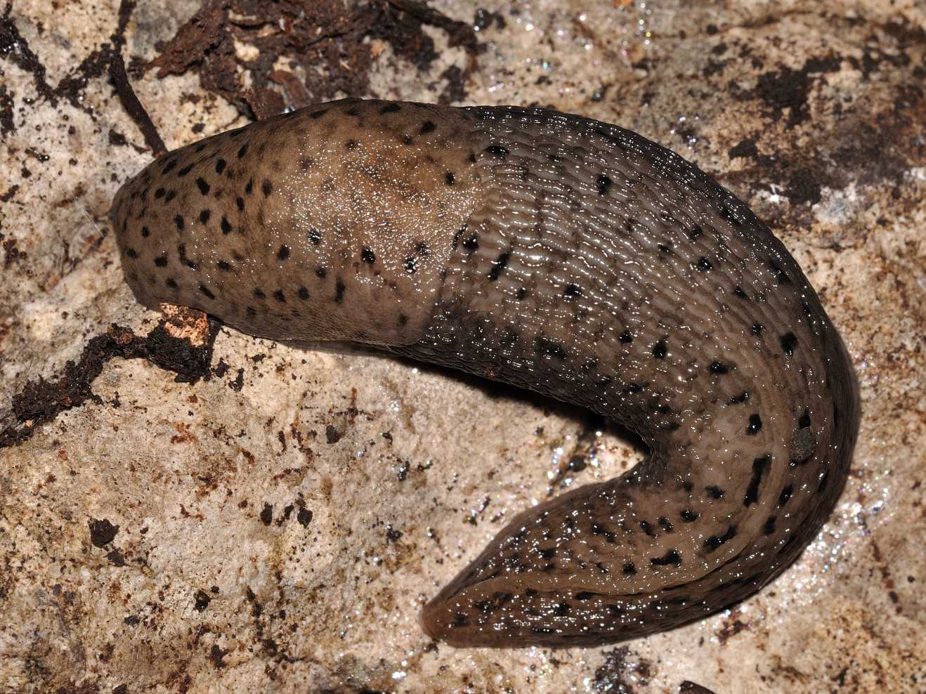 ID: Limax maximus (?) dal Parco dei Monti Lucretili